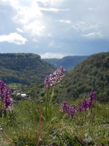 un montón de flores púrpuras en la hierba en una colina en Superbe logement "Loulaloue" !, en Ornans