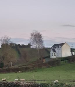 una casa blanca en una colina con ovejas en un campo en An Teach Cnoc, en Monaghan