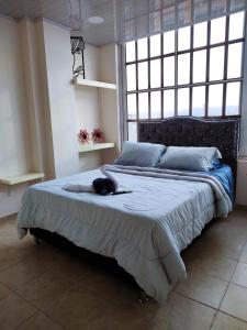 um gato deitado numa cama num quarto em Hostal Carvajal em Bogotá