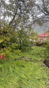 een veld gevuld met weelderig groen gras en bomen bij Bitro House in Pogradec