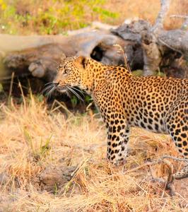 un léopard debout dans un champ d'herbe dans l'établissement JAMI River Side Hotel & Yala Safari Place, à Tissamaharama