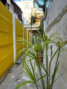 a couple of plants sitting next to a yellow wall at SELVAS BUDGET STAY in Puducherry