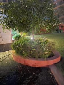 a bonsai tree sitting on a bench in a garden at hotel home stay shiv farm in Gandhinagar
