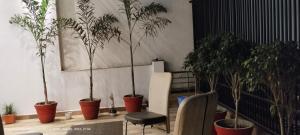 a room with several potted plants and a chair at HOTEL AYODHYA PAYING GUEST in Ayodhya