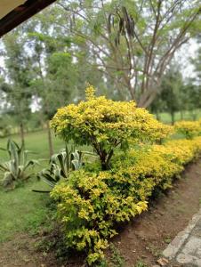 une rangée de buissons avec des fleurs jaunes dans un parc dans l'établissement Nyakach Getaway Kisumu, à Kap Sarok