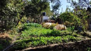 een tuin met onkruid en planten voor een trein bij Sunrise Farmstay in Kathmandu