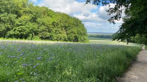 a field of purple flowers next to a road at FeWo Hasen Suite in Worpswede