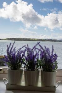 twee witte potten met paarse bloemen op een vensterbank bij Unit 2 Island View Apartments With Stunning Harbour View in Cobh