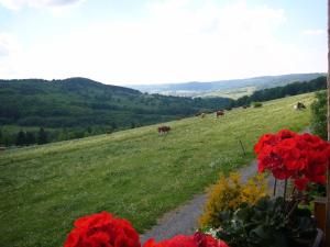 un campo con vacas pastando en un campo con flores rojas en Ferienwohnung Rhönwiese, en Birx