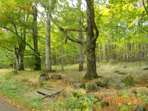 een bank in het midden van een park met bomen bij Ferienwohnung Rhönwiese in Birx