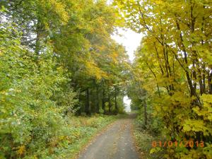 a dirt road with trees on both sides at Ferienwohnung Rhönwiese in Birx