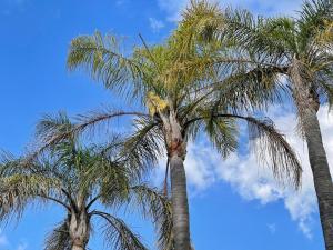 dos palmeras con el cielo en el fondo en Atlantic Pearl Guest House Rivonia, en Johannesburgo