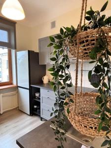 una cocina con una planta en una cesta colgante en Central Apartment, en Jelgava