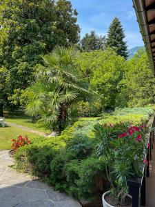a garden with a palm tree and some plants at Villa Sarchi in Grantola