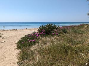 a beach with pink flowers in the sand and the ocean at Monolocale Citronella a due passi dal mare in San Pietro in Bevagna