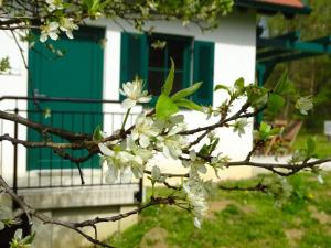 ein Baum mit weißen Blumen vor einem Gebäude in der Unterkunft Kellerstöckl am Berg - Das Grüne in Steinbach