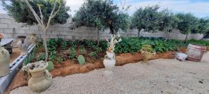 Κήπος έξω από το Mission Relax 4