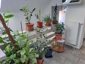 Ein Haufen Topfpflanzen auf einer Treppe in der Unterkunft Apartmány Amália in Piešťany