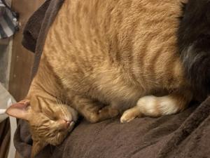 a cat is laying on a chair at Hof Lebenslust für Mensch und Tier in Lautrach