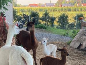 a group of animals standing in a field at Hof Lebenslust für Mensch und Tier in Lautrach