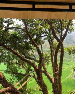 Lũng Tiềm的住宿－Pu Luong Ecostay，从树窗看风景