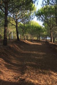 a wooded area with trees and shadows on the ground at Beautiful country home immersed in nature in São Teotónio