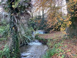 a stream in the middle of a forest with trees at The Regency in Ilfracombe