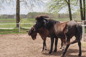 two horses standing next to each other on a dirt field at Zielone Podlasie Zakład Aktywności Zawodowej in Ruda