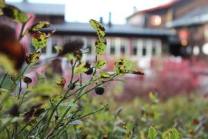 Zahrada ubytování Olarsgården Hotell