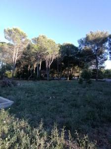 ein Grasfeld mit Bäumen im Hintergrund in der Unterkunft Pine house in Montemesola