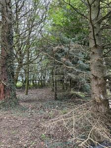 un groupe d'arbres dans une zone boisée dans l'établissement WoodLands Basic Bell Tent 2, à Grantham
