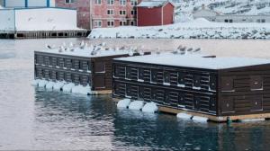 eine Vogelherde, die auf Gebäuden im Wasser sitzt in der Unterkunft Båtsfjord Royal Hotell in Båtsfjord