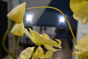 Una flor amarilla con gotas de agua. en Casa Grazia - Guest House -, en Reggio Calabria