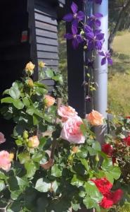 Denmark's Most Charming Beach Cottage外面的花园