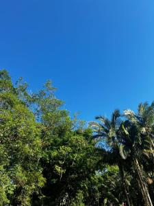 a group of palm trees against a blue sky at Sitio Bonanza in Guaratuba