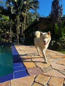 a white dog walking on a stone path next to a swimming pool at Sitio Bonanza in Guaratuba