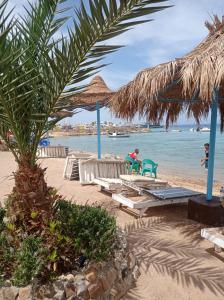 a beach with benches and a palm tree and the water at MARINA SKY in Hurghada