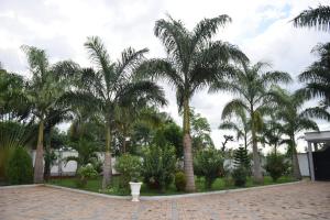 Bunju的住宿－Two Bedrooms Apartment Moshi，庭院里的一棵棕榈树