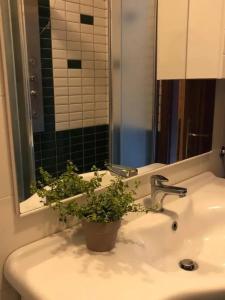 ein Waschbecken mit Topfpflanze darauf in der Unterkunft 2 bedrooms apartement with city view furnished balcony and wifi at Siena in Siena