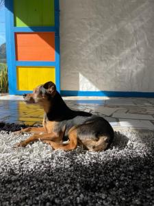 a dog laying on a rug in front of a building at Ruta Jardín in Jardin
