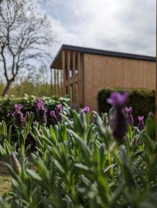 a garden with purple flowers in front of a building at Tiny House Daniel in Papenburg