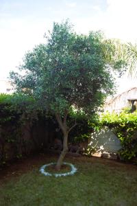 un piccolo albero in mezzo a un cortile di Casa Ulivo a Pulsano