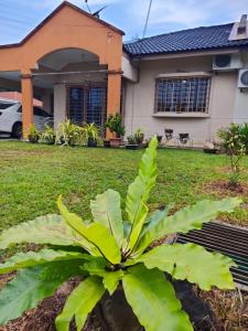 a green plant in front of a house at Nana's Seremban 2 Homestay in Seremban