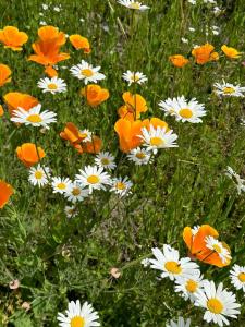 un montón de flores blancas y naranjas en un campo en Alpenpension Maderer, en Gaschurn