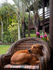 a brown dog laying in a wicker chair at Studios Malakoopa - Praia do Rosa in Praia do Rosa