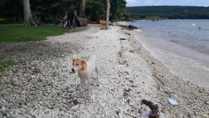 Afbeelding uit fotogalerij van Pelican Resort Beach in Kalangala +6 foto's