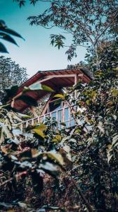 Ein Haus wird durch die Blätter eines Baumes gesehen in der Unterkunft Cabaña Alas de Sable Providencia in Providencia