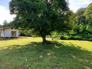 a tree in the middle of a yard with a house at Fare lei , bungalow en toute simplicité in Uturoa