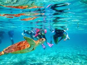 een groep mensen die met een schildpad in het water zwemmen bij Marine Lodge Umigoya - Vacation STAY 23086v in Zamami