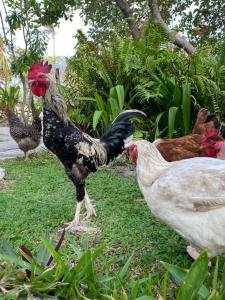 eine Gruppe von Hühnern, die im Gras stehen in der Unterkunft Casa Acquamarina in Atins